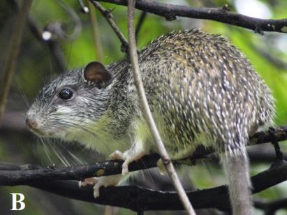Pattonomys semivillosus