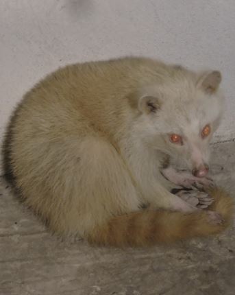raccoon