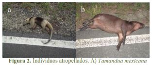 Atropellados