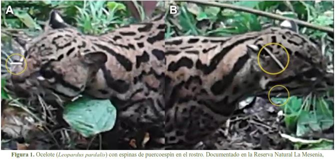 Ocelot